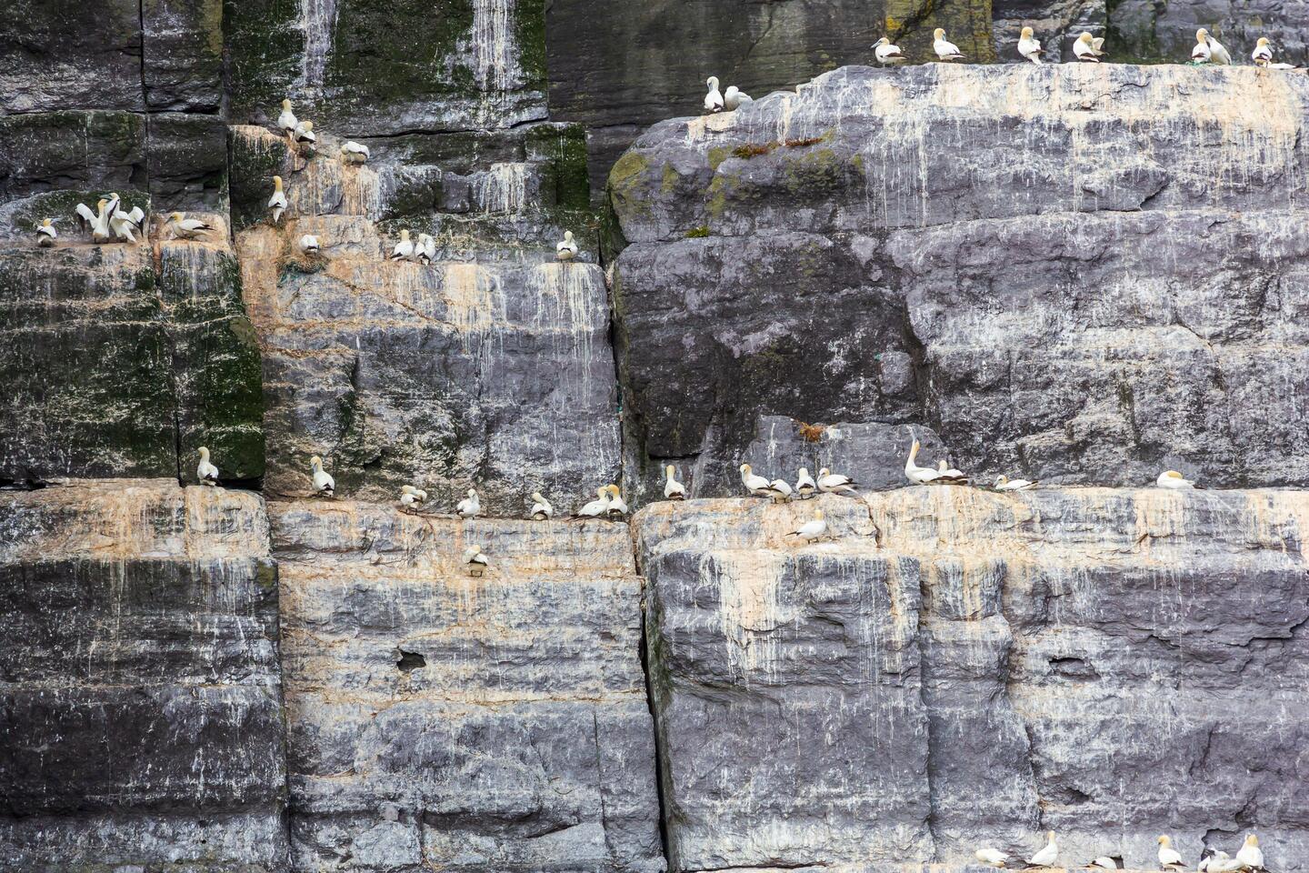 Adjacent rocky islet hosting one of the largest northern gannet colonies in the North Atlantic.